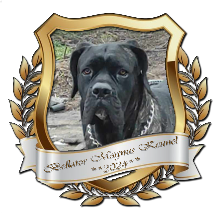 Bellator Magnus Cane Corso Kennel